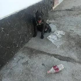 Пидбул