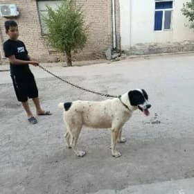 çopan