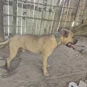 pitbul