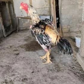 BAYES BITON 🔥👊🦅