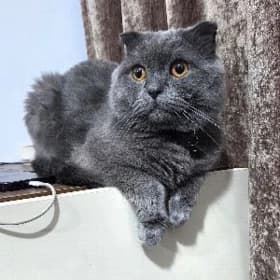 Пропал вислоухий кот