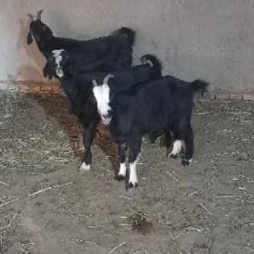 Bakylan Çebişler