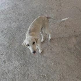 tazi