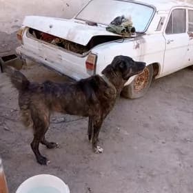 алабай