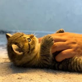котята