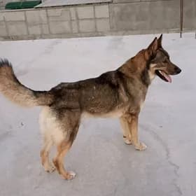 AVCARKA REX