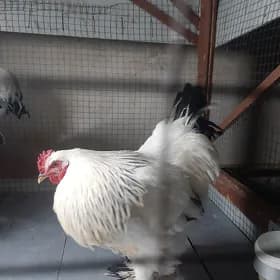 Brama horaz