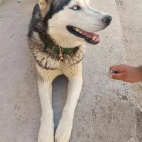 haski
