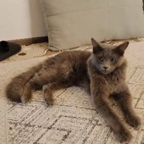 найден кот