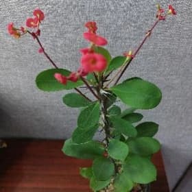 Комнатные цветы
