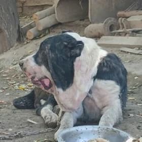 Çopan it