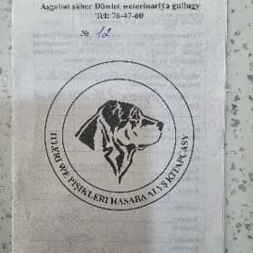 Тазы. Arassa Tazy.