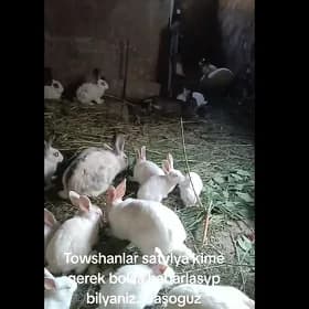 Towsan