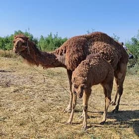 köşekli düýe