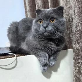 продаётся вислоухий кот