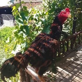 ŞAMO JÜJE 100% 🐣🐤🐥