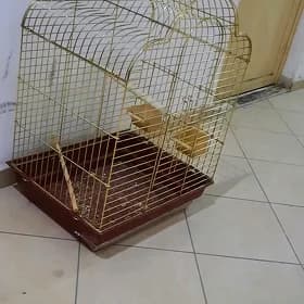 gus setga oy ketek pobugay