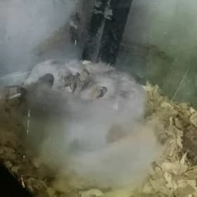 хомички