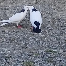 Kepderi