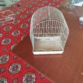 попугай кетек