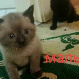 Сиамские котята