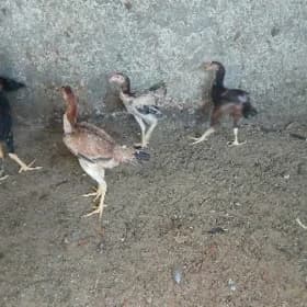 horoz..taşket.