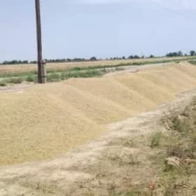 Arpa mekge kepek sulha sarun