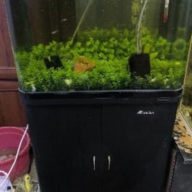 Akwaryum balyk
