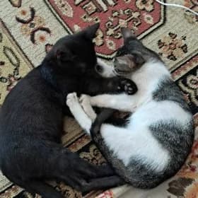 домашний котёнок 🐱