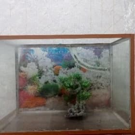 akwaryum/ аквариум