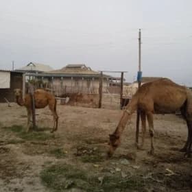 Köşekli düýe