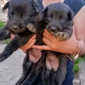 ýewrapeýiski awçarka