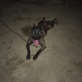 pitbul