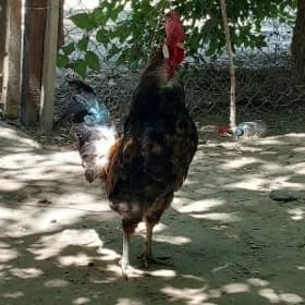 🐓🐓Ýaş arassa Horoz🐓🐓