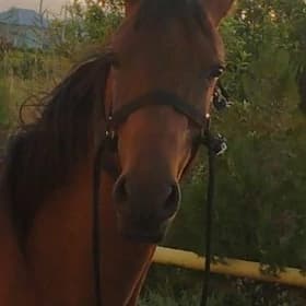 Baytal At
