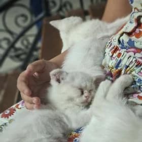 котята