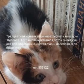 Котенок в добрые руки