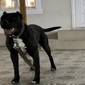 Pitbul Питбуль