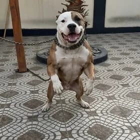 Pitbul Питбуль