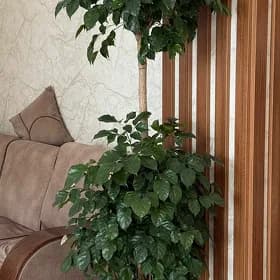 Кофейное дерево