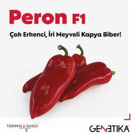 Peron Bulgar Burc