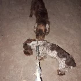 Avuçy güjük bogaz bir aý bolan