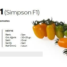 Simpson F1 çerri pomidor tohum
