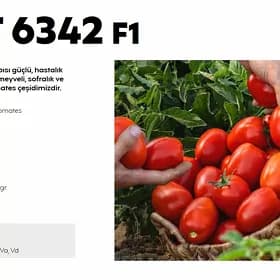 6342 F1 pomidor tohum