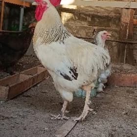 Horoz