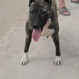 Pitbul