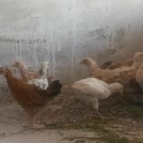 jüjeler 2 aỳlyk