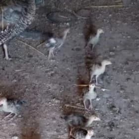 induk jüje 1,5 aý bolan