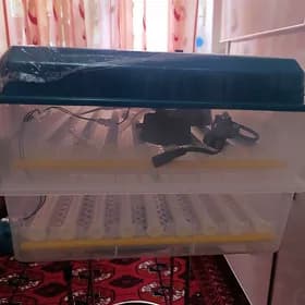 inkubator инкубатор