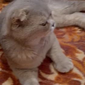 КОТ для вязки